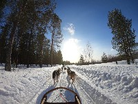 dogs sledding